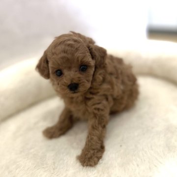 トイプードル(タイニー)【大阪府・女の子・2024年4月21日・薄めレッドからアプリコット】の写真「ちびちび姫💕」