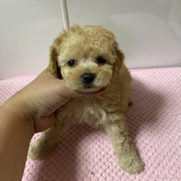 ID:2208-04490の子犬