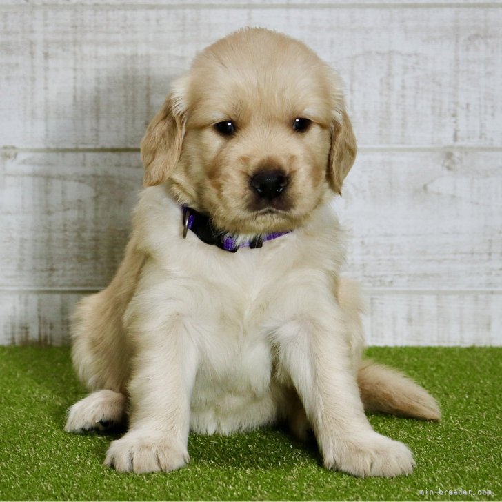 ブリーダー画像