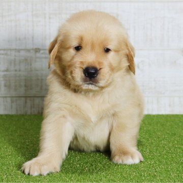 ゴールデンレトリバー【山口県・男の子・2025年9月20日・ゴールデン】の写真「のんびりマイペースな男の子です。」