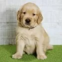 ゴールデンレトリバー【山口県・男の子・2025年9月20日・ゴールデン】の写真5