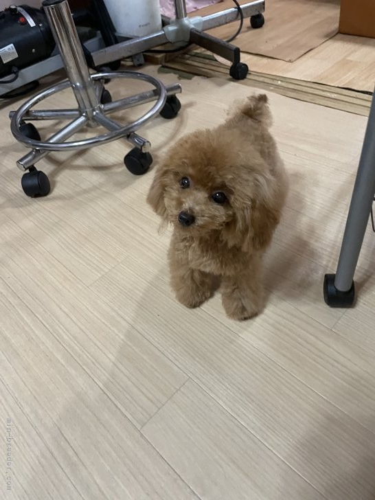 楠原薫ブリーダーのブログ：コア改め小太郎君お里帰り🥰