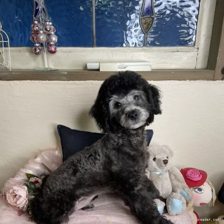 ID:2412-03264の子犬