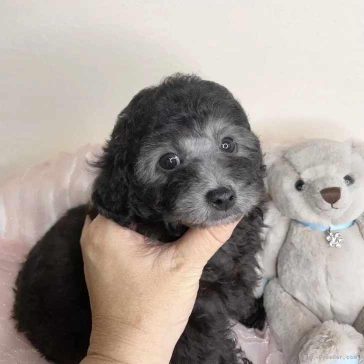 ID:2412-03185の子犬