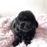 ティーカッププードル