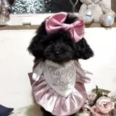 ティーカッププードル