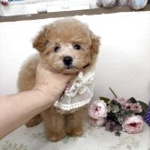 トイプードル(タイニー)