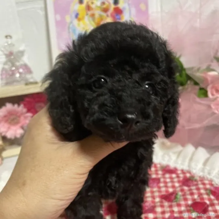 ID:2304-05460の子犬