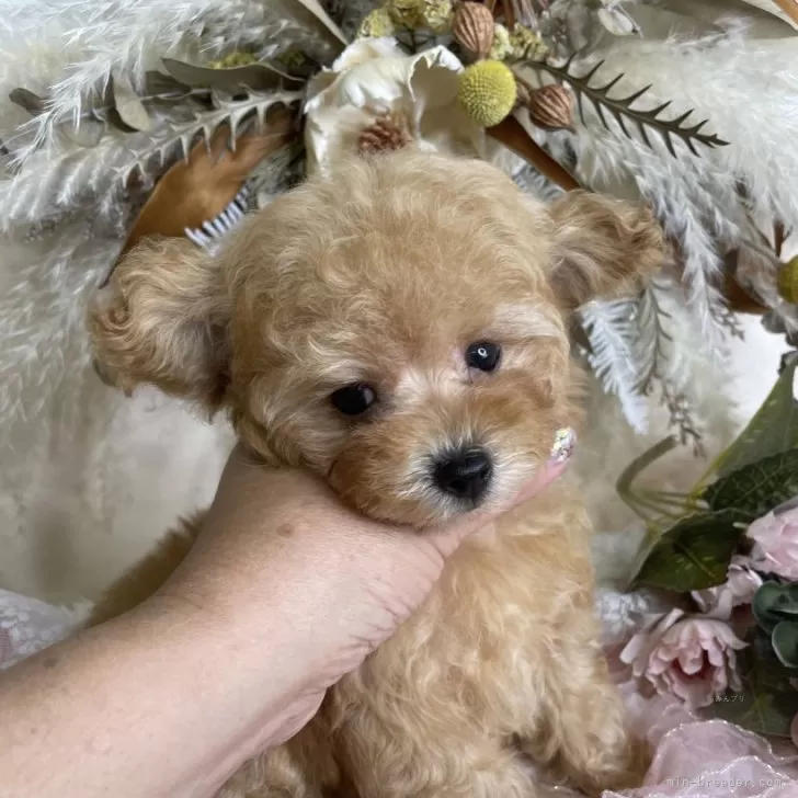 ID：2409-03517の子犬