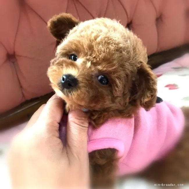 ID：2010-02670の子犬