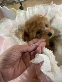 ID:2106-01415の子犬