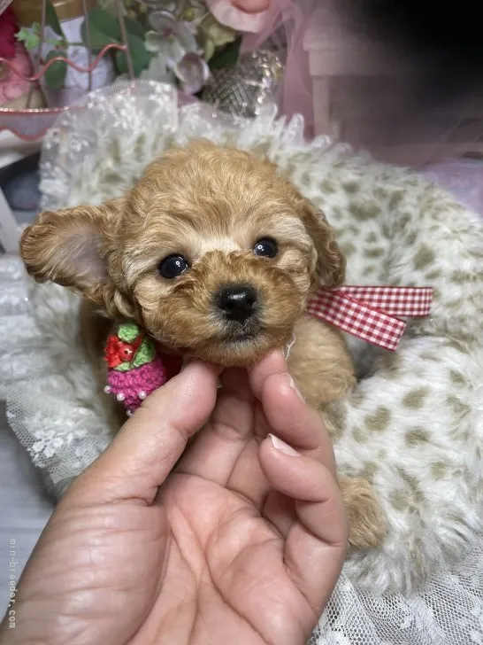 ID：2112-01293の子犬