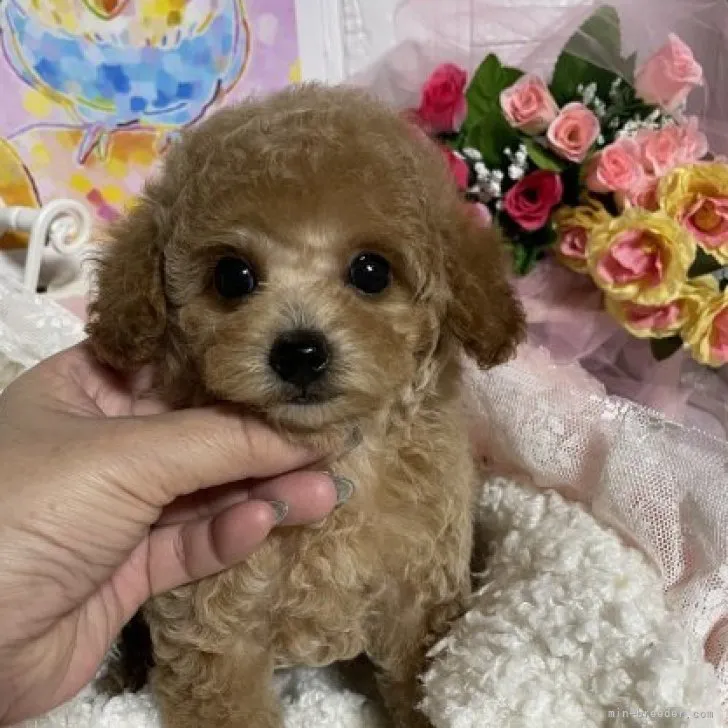 ID：2302-01519の子犬