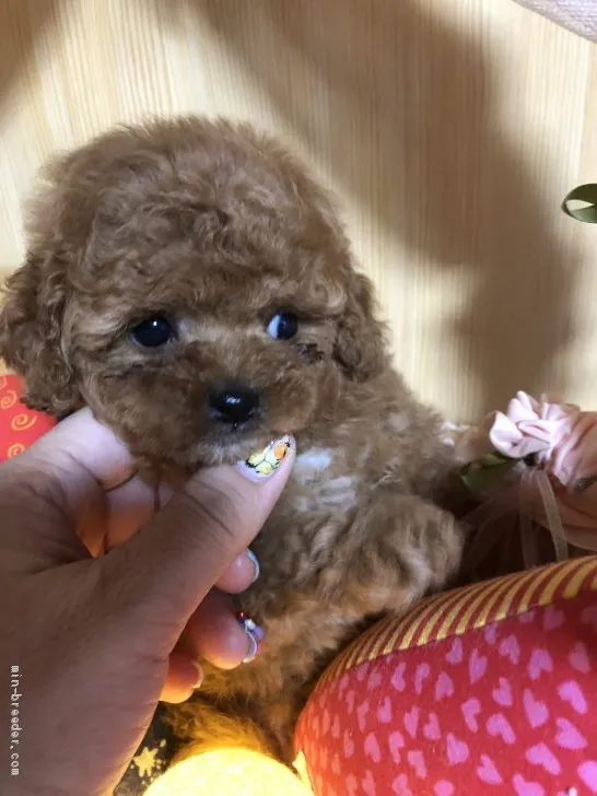 ID:2001-02439の子犬