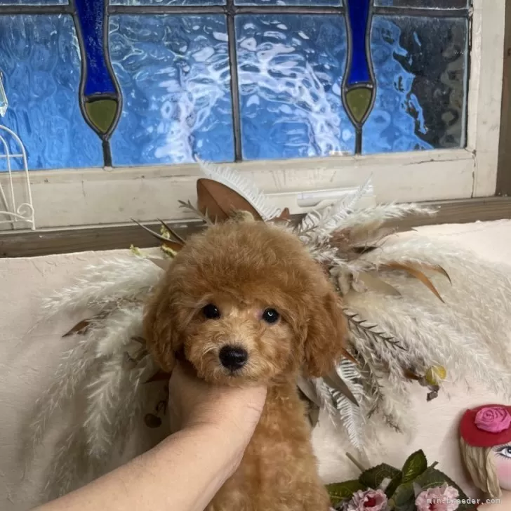 ID:2409-05283の子犬