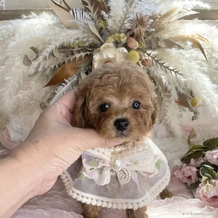 ID:2409-05955の子犬