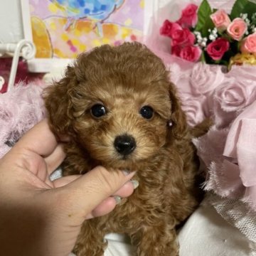 トイプードル(タイニー)【福岡県・男の子・2022年12月18日・レッド】の写真「濃いレッドの小さなプリンス君❤️」