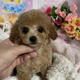 タイニープードル【福岡県・女の子・2022年12月18日・アプリコット】の写真1「特大お目々の激かわちゃん❤️」