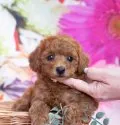 タイニープードル【福岡県・男の子・2020年2月18日・レッド】の写真2「とても濃いレッドで毛量も多いです。ミスカラーもありません。」