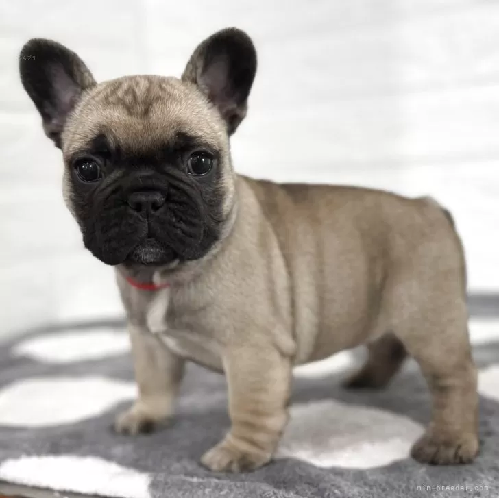 M.U 様のお迎えした子犬