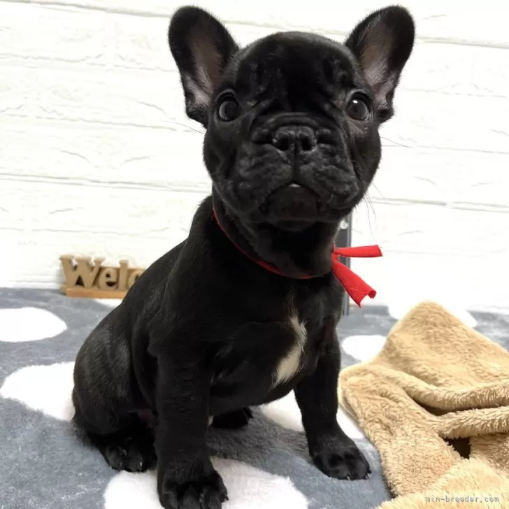 ID:2411-00644の子犬