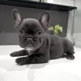 フレンチブルドッグ