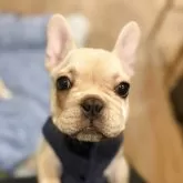 フレンチブルドッグ