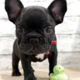 フレンチブルドッグ