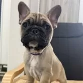 フレンチブルドッグ