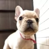 フレンチブルドッグ