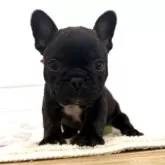 フレンチブルドッグ