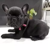 フレンチブルドッグ