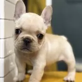 フレンチブルドッグ