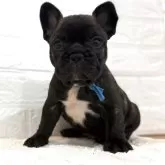 フレンチブルドッグ