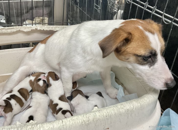 河野和昭ブリーダーのブログ：男の子3、女の子3匹