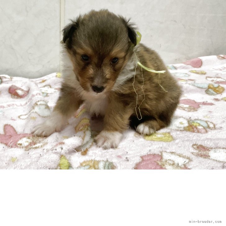 犬と猫のエマージェンシー対応 犬と猫のエマージェンシー対応【第2版】 すぐに検｜EDUONE