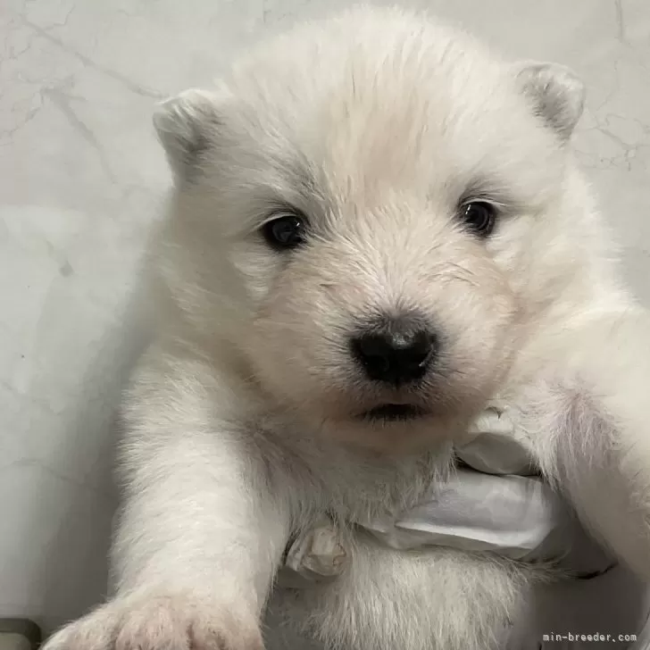 ID:2411-06059の子犬