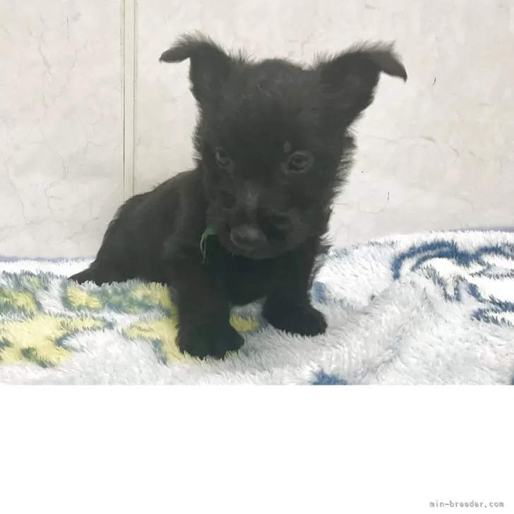 ID:2507-09361の子犬