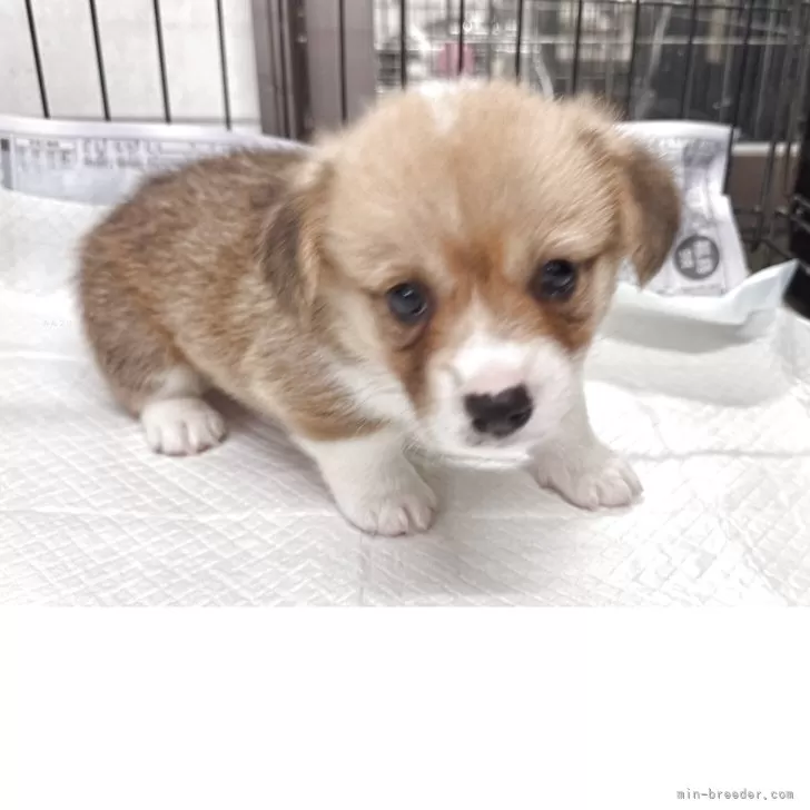 ID：2505-01980の子犬