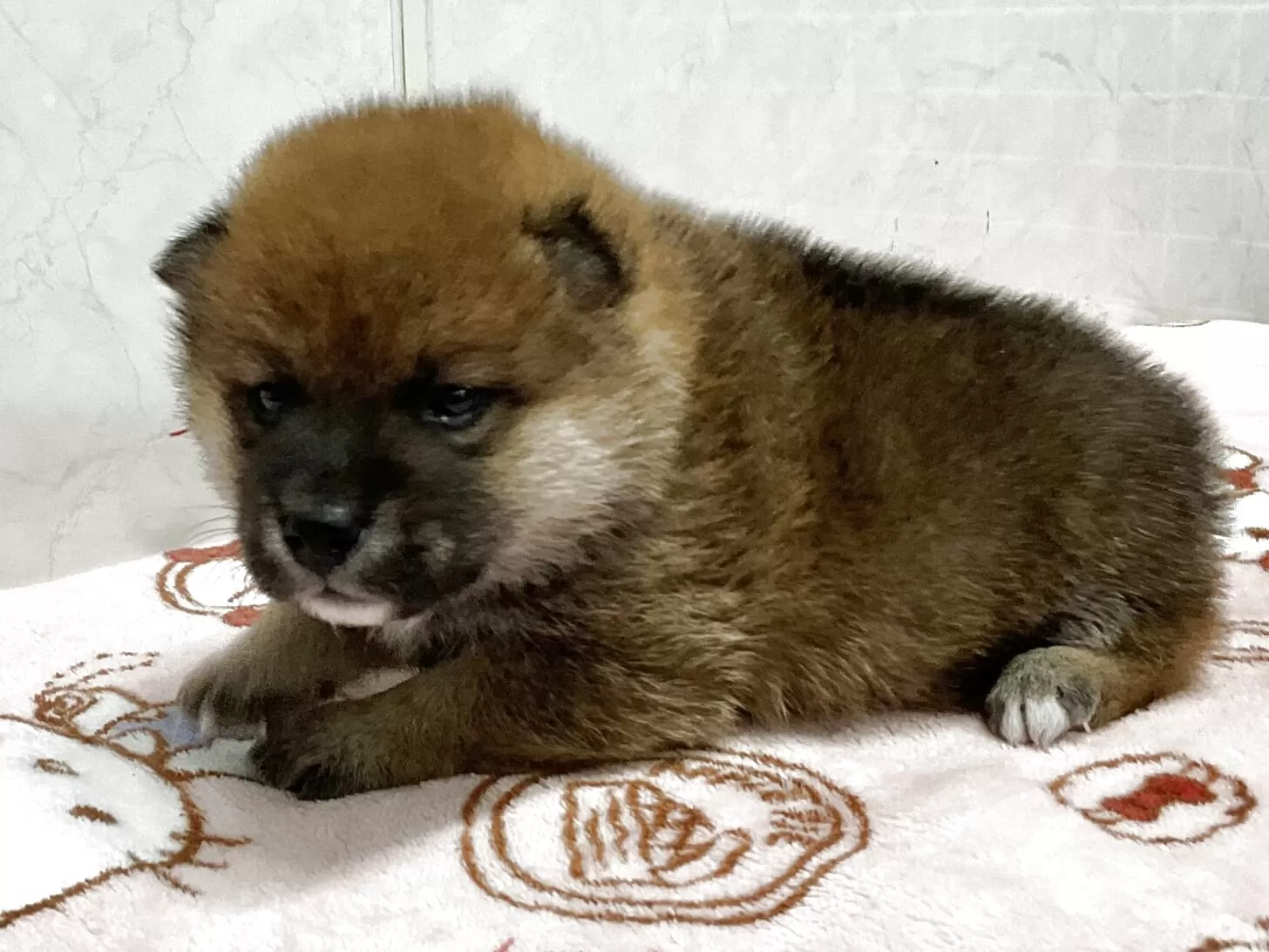 ID：2506-01097の子犬