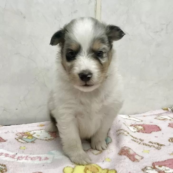 ID:2506-08013の子犬