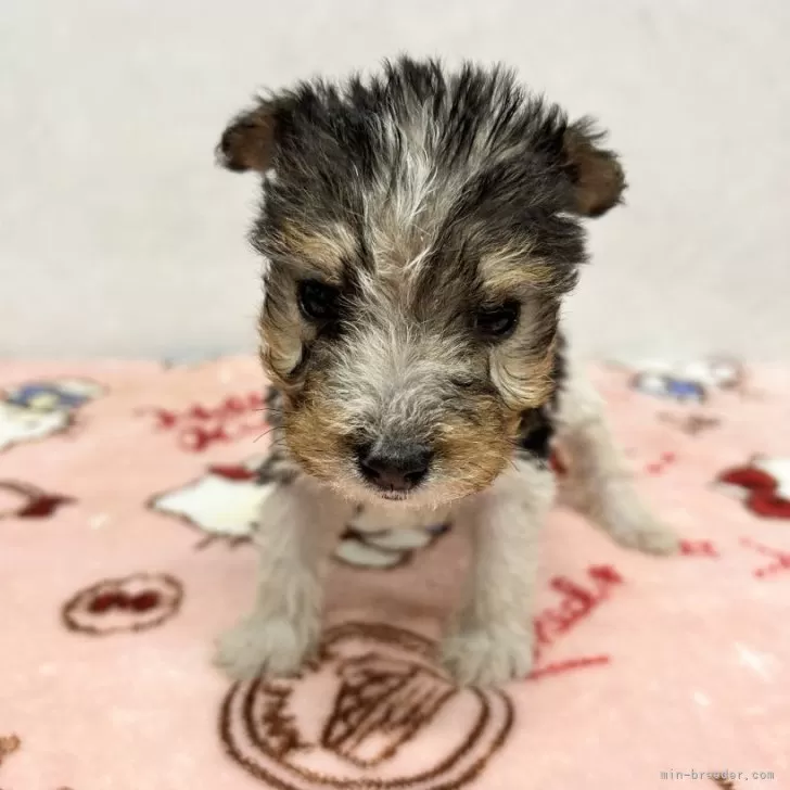 ID:2411-05690の子犬