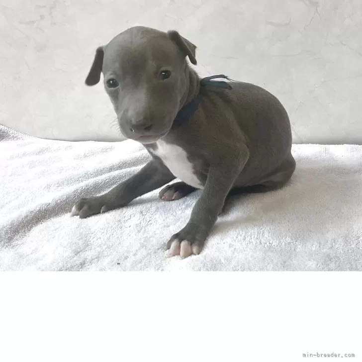 ID：2508-02353の子犬