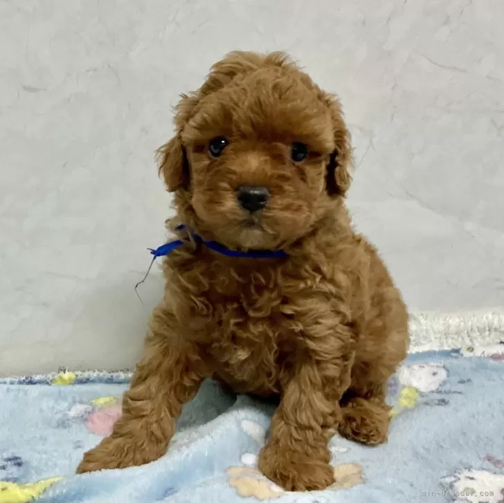 ID:2412-05169の子犬