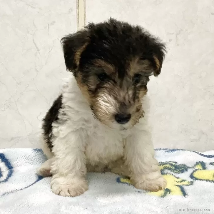 ワイアーフォックステリア【愛知県・男の子・2025年9月25日・ホワイトブラックタン】の写真1