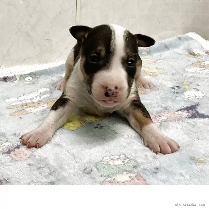 ID：2504-06925の子犬