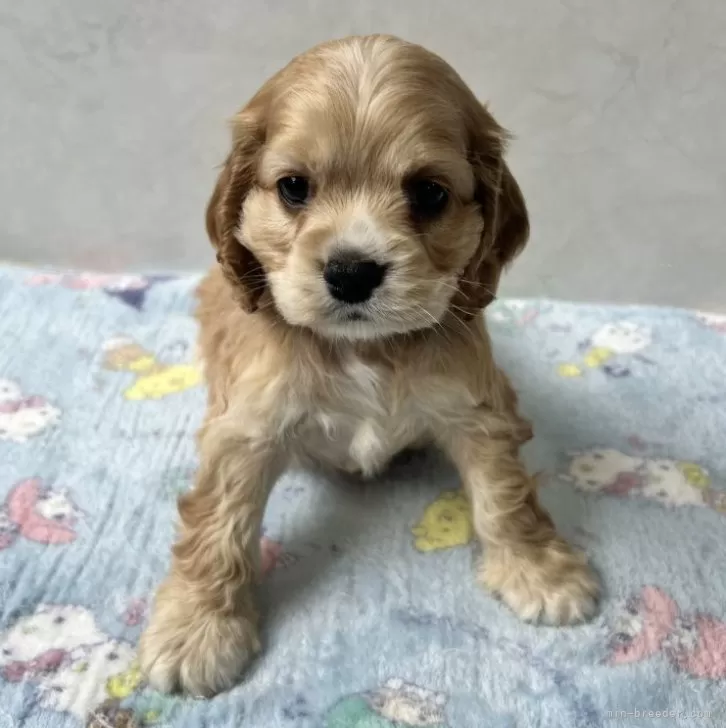 ID:2503-00118の子犬