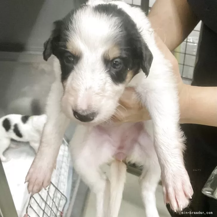 ID：2506-07482の子犬