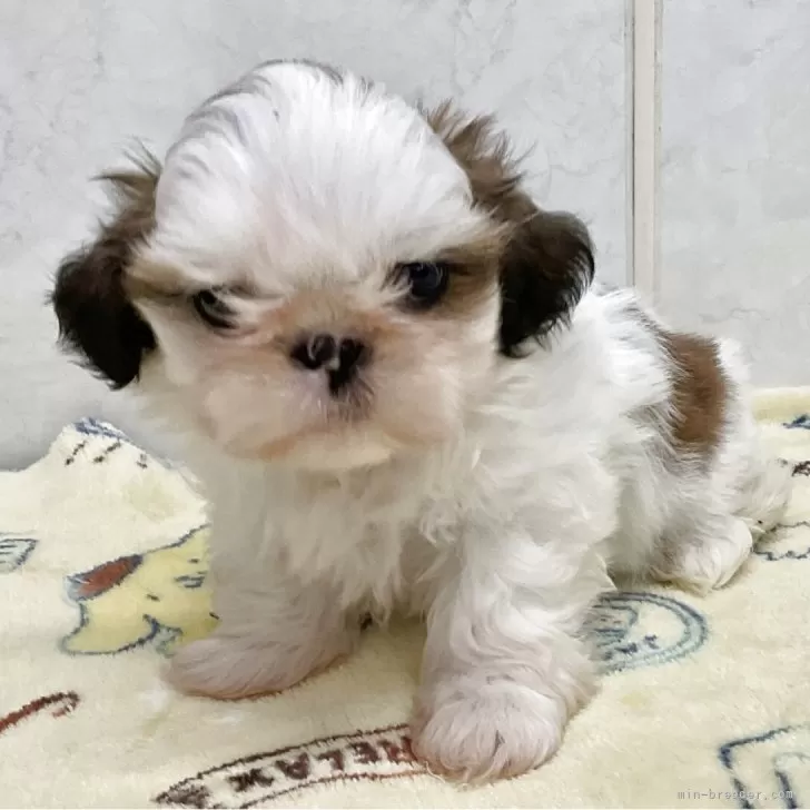 ID：2505-06795の子犬