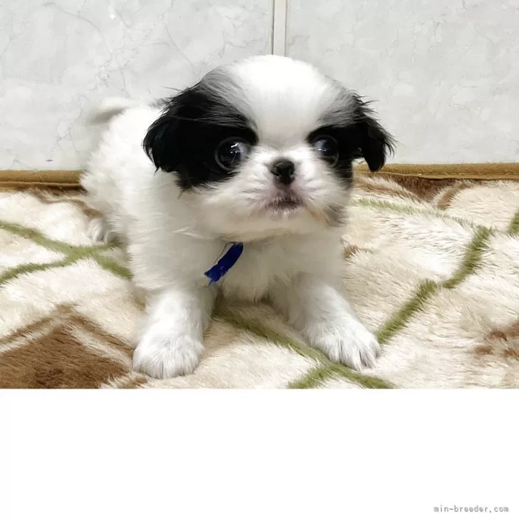 ID：2503-06046の子犬